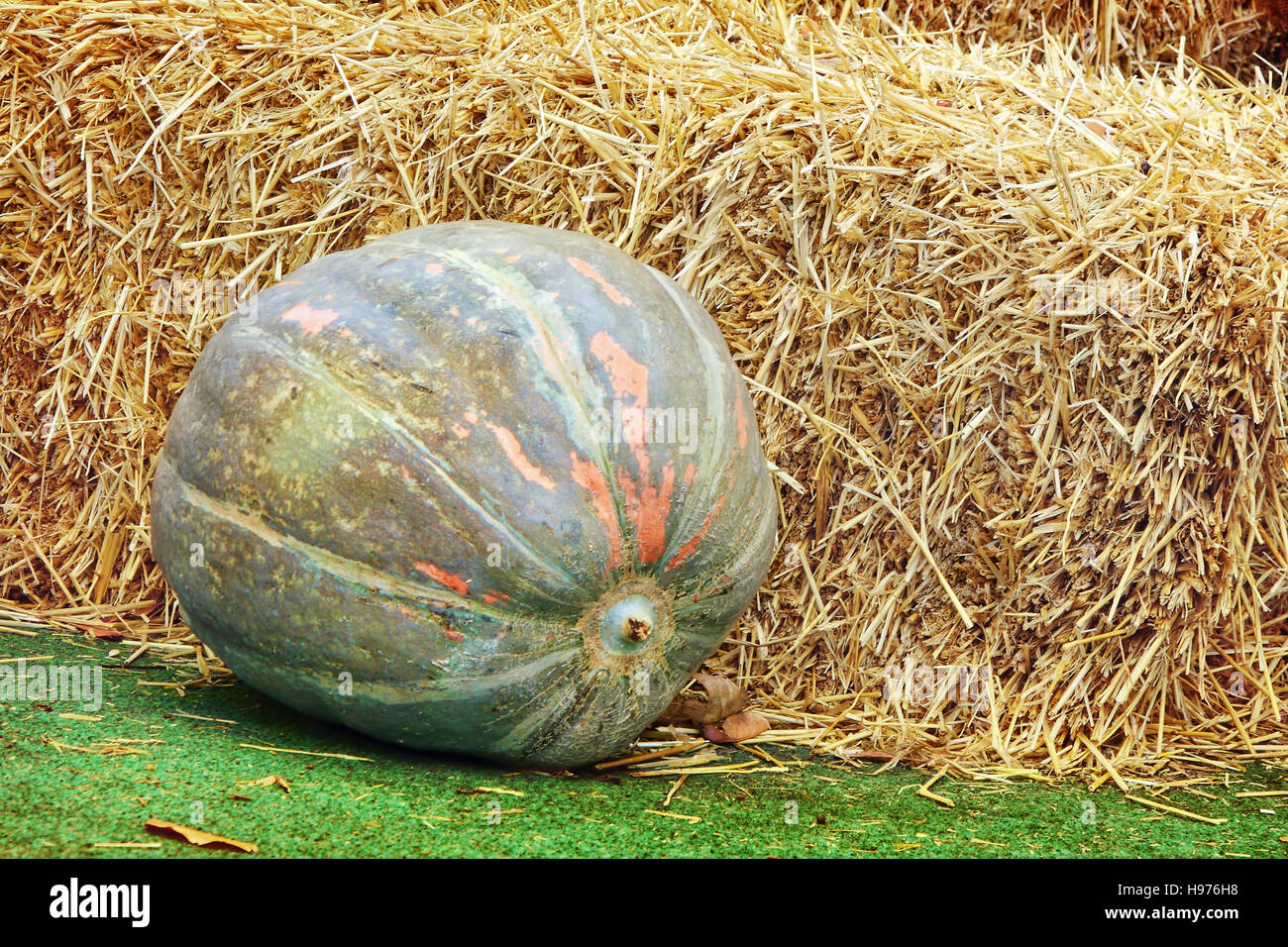 Thanksgiving-Anzeige der großen Kürbis und Heu Stapeln auf dem grünen Rasen. Stockfoto