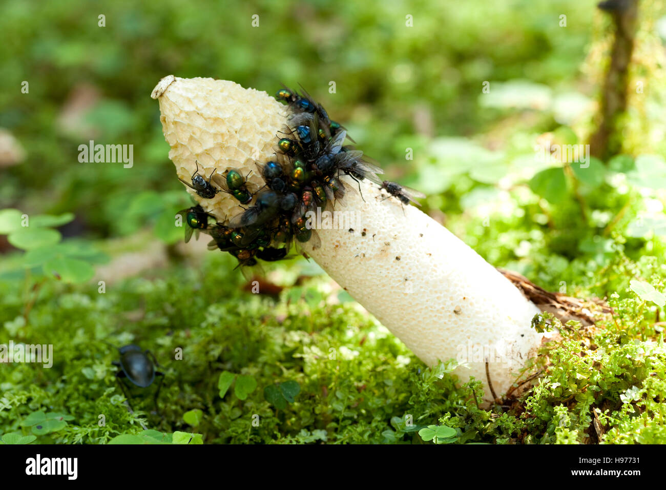 weiße Stinkmorchel (Phallus Impudicus) auf unscharfen Hintergrund Stockfoto