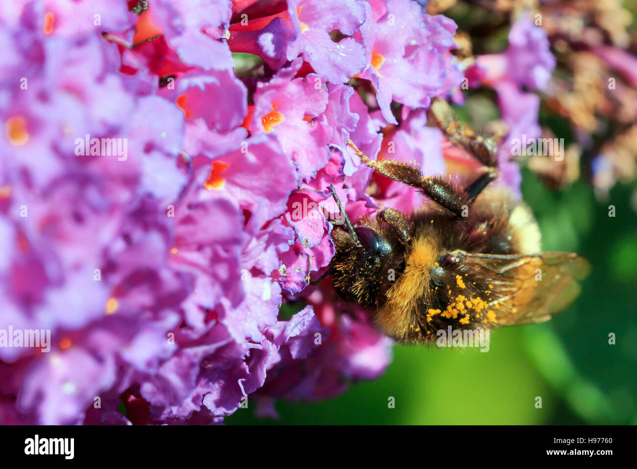 Sonnendurchflutetes Buff-tailed Bumble Bee auf rosa Blüten des Sommerflieders Stockfoto