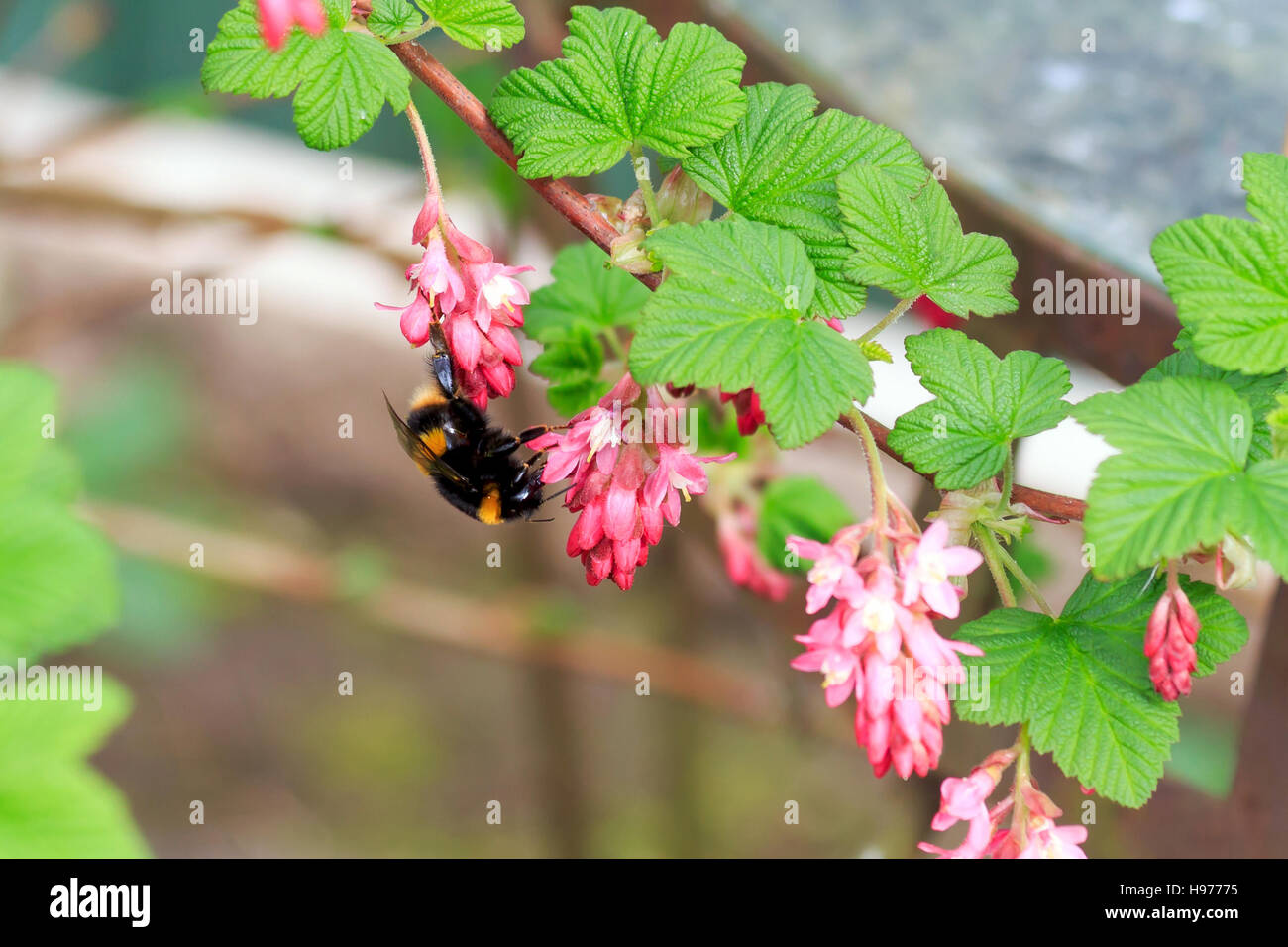 Biene, die Fütterung rot aktuelle Busch-Blumen in einem englischen Garten Stockfoto