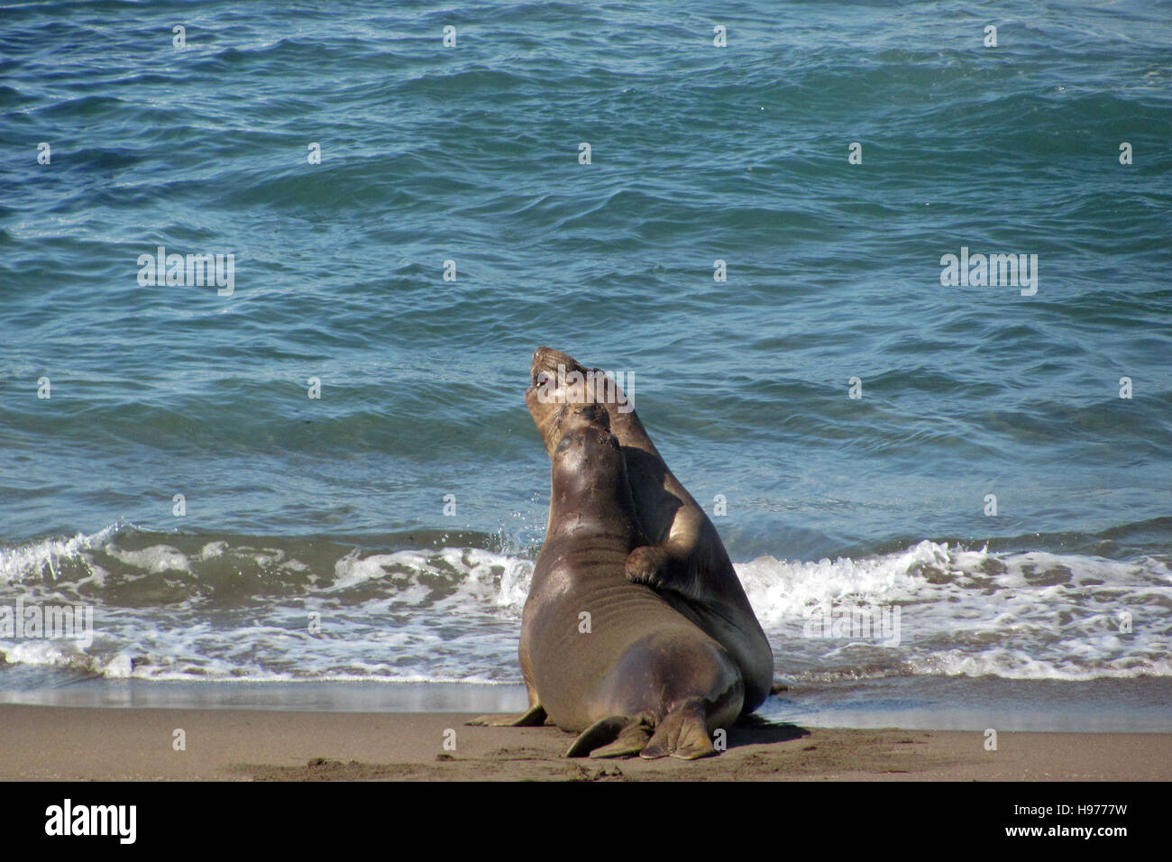 Seeelefanten kämpfen auf Point Piedras Blancas Beach, Kalifornien, USA Stockfoto