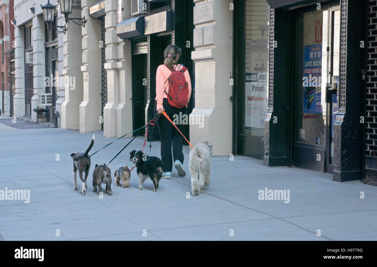 Eine professionelle Dogwalker zu Fuß fünf Nebel auf den Straßen von Greenwich Village in New York City Stockfoto