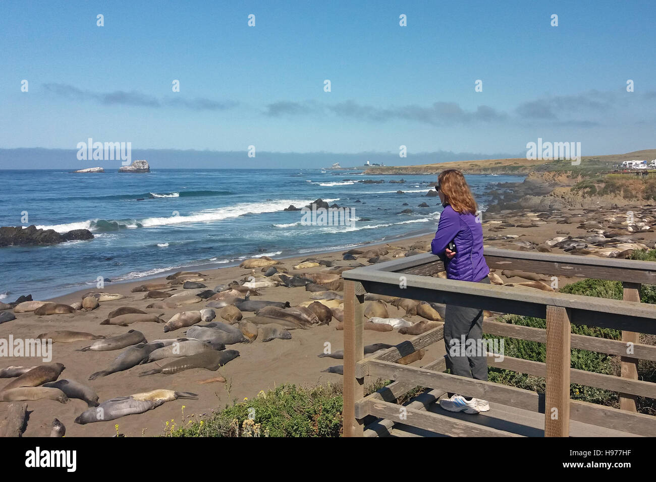 Frau Elefant anzeigen Dichtungen in San Simeon, Kalifornien, USA. Stockfoto