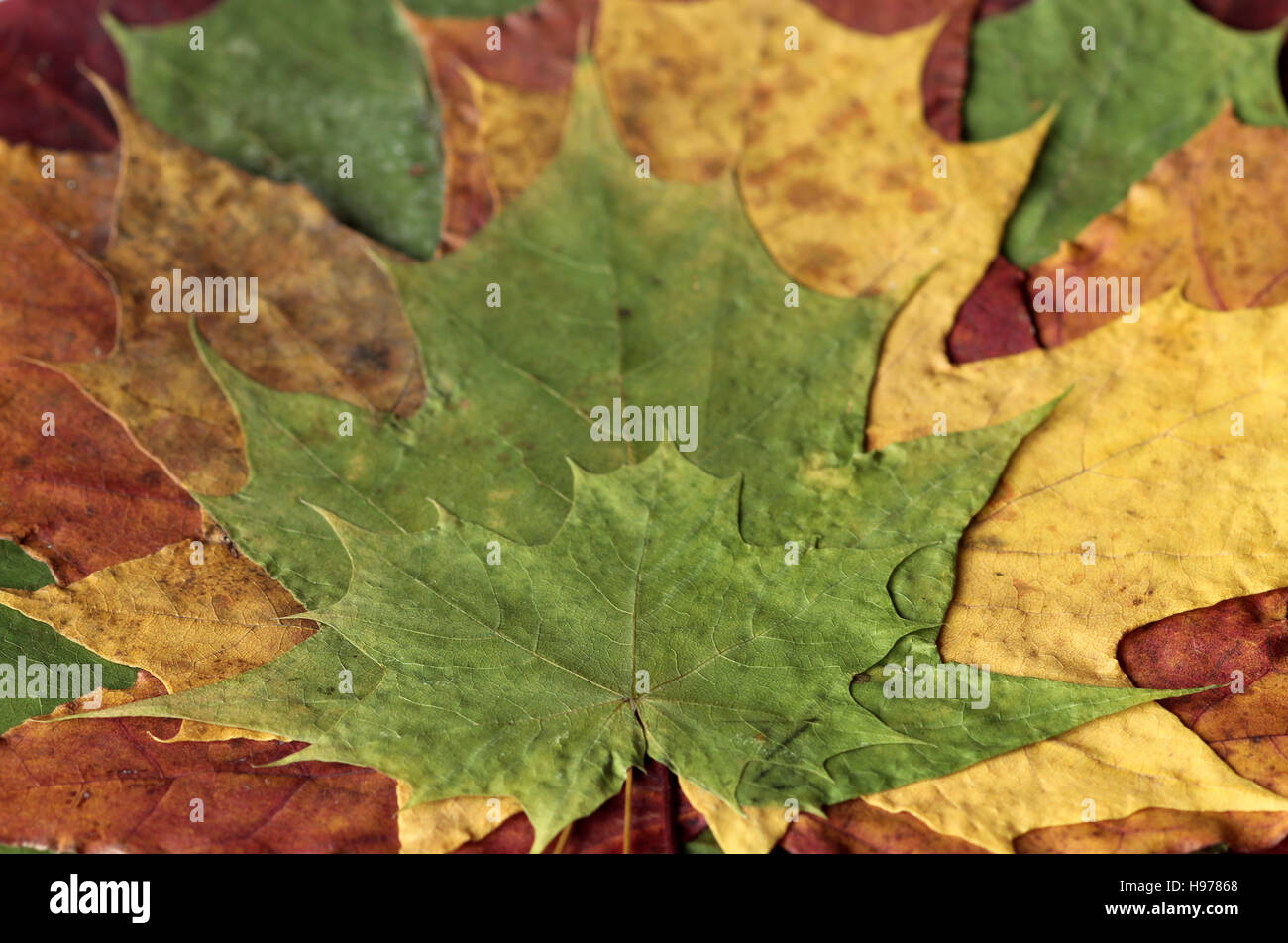 herbstliche Ahorn Blätter gepresst Stockfoto