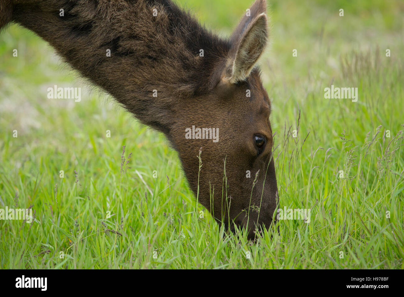 Hirsch in alaska Stockfoto