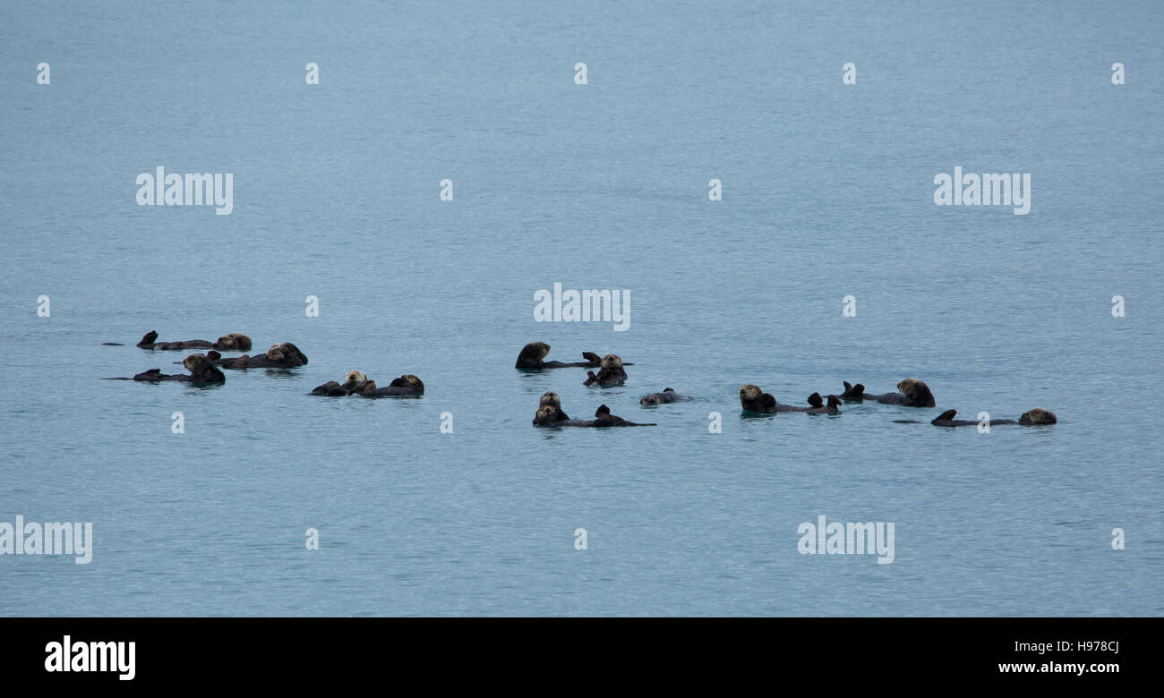 Sea Otter in alaska Stockfoto