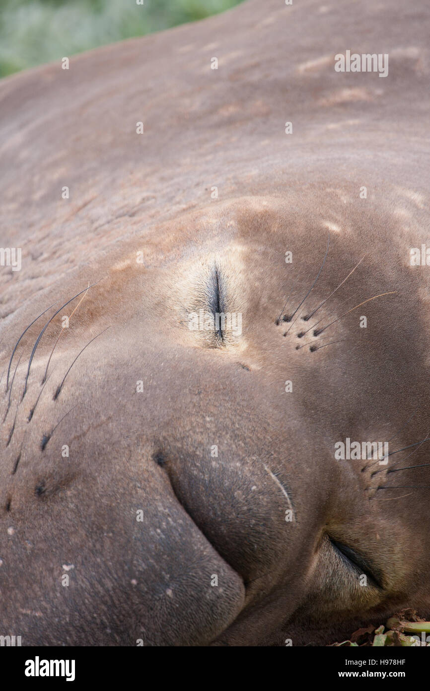 Nahaufnahme von Bull See-Elefant Stockfoto