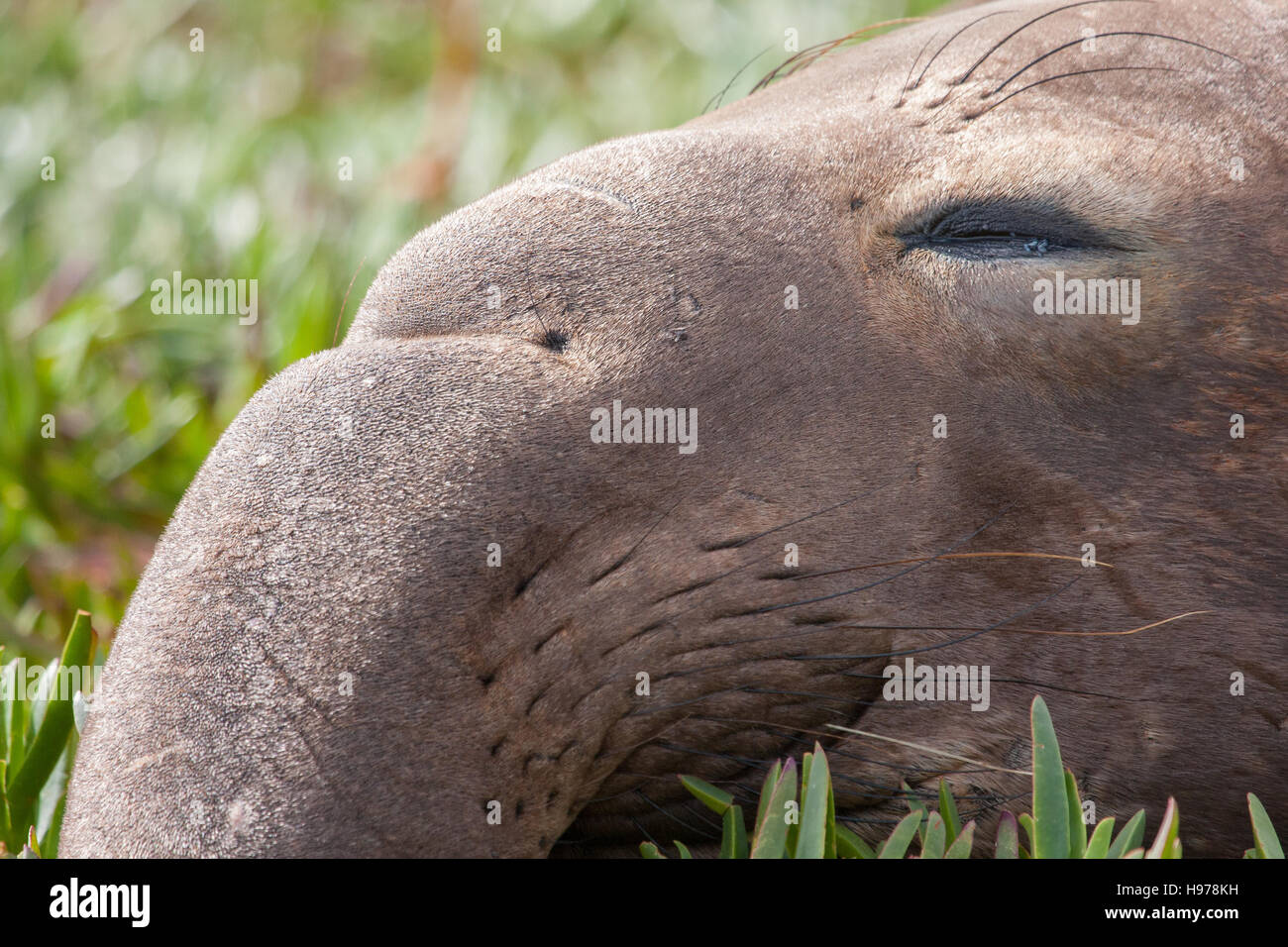 Nahaufnahme von Bull See-Elefant Stockfoto