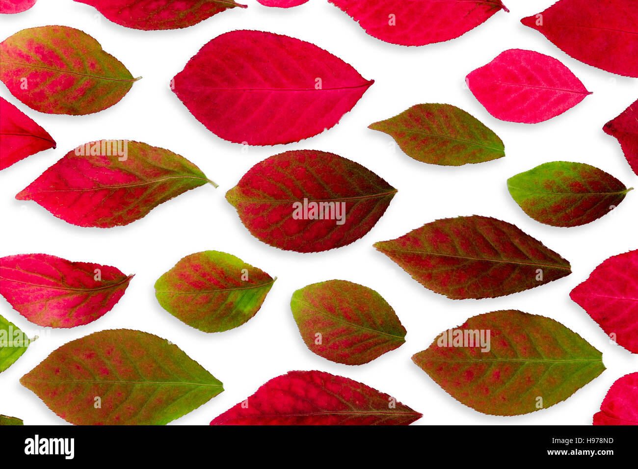 Closeup, die bunten Dornbusch Isolated on White Herbstlaub Stockfoto