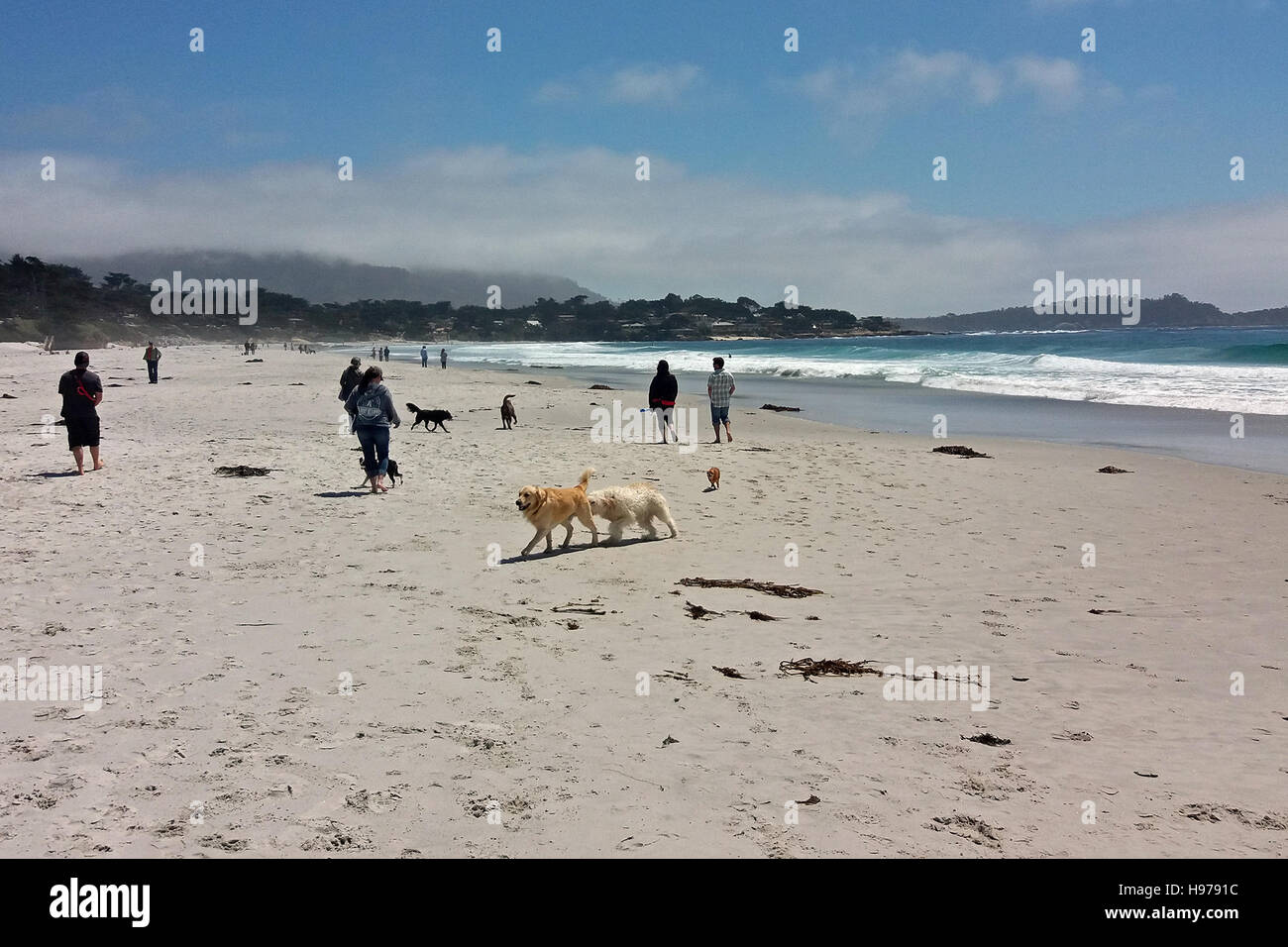 Carmel Beach in Carmel, Kalifornien, USA. Hund freundliche Stadt. Stockfoto