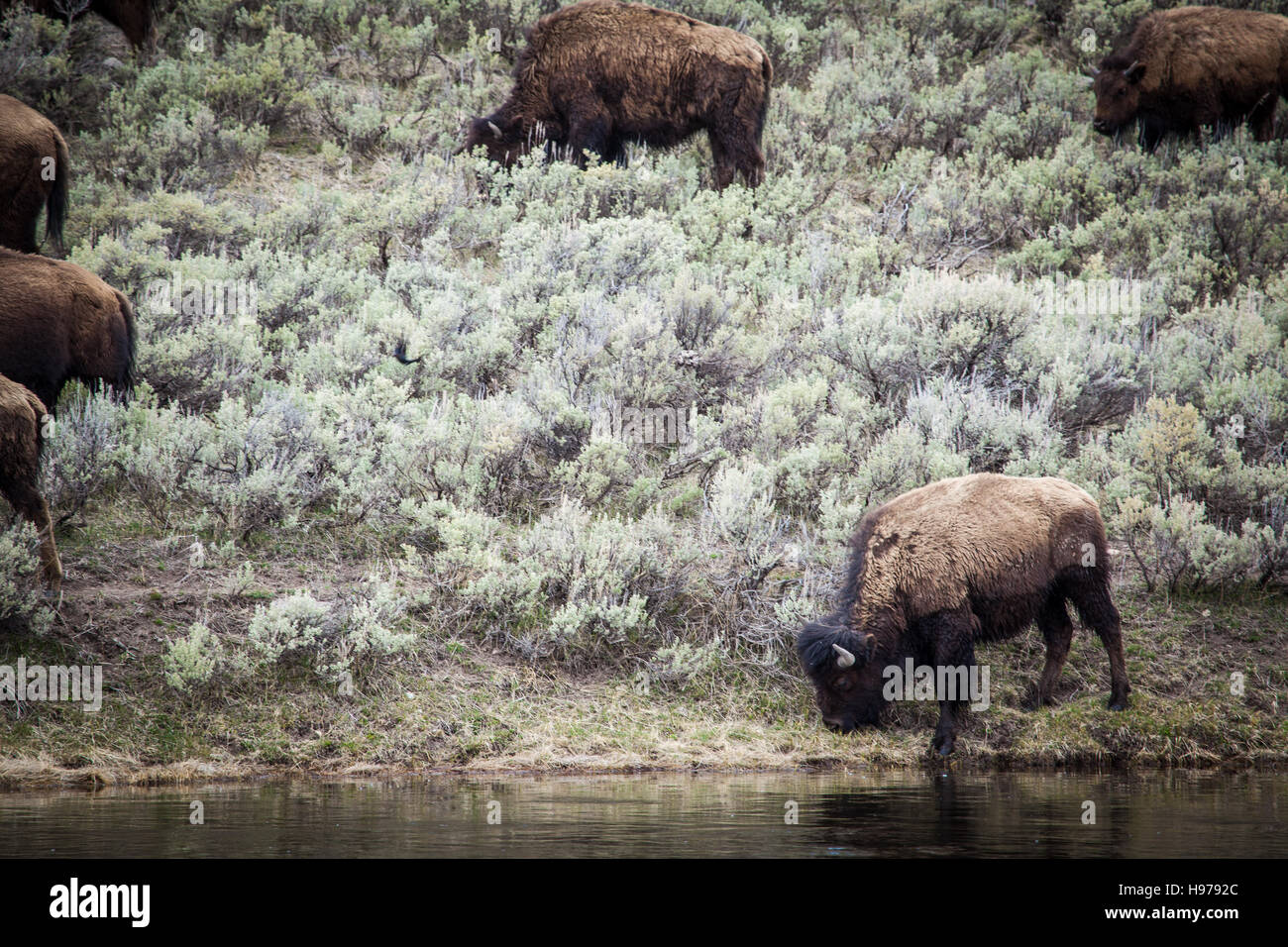 Herde große Büffel in der Landschaft des Yellowstone-Nationalpark an einem Fluss Stockfoto