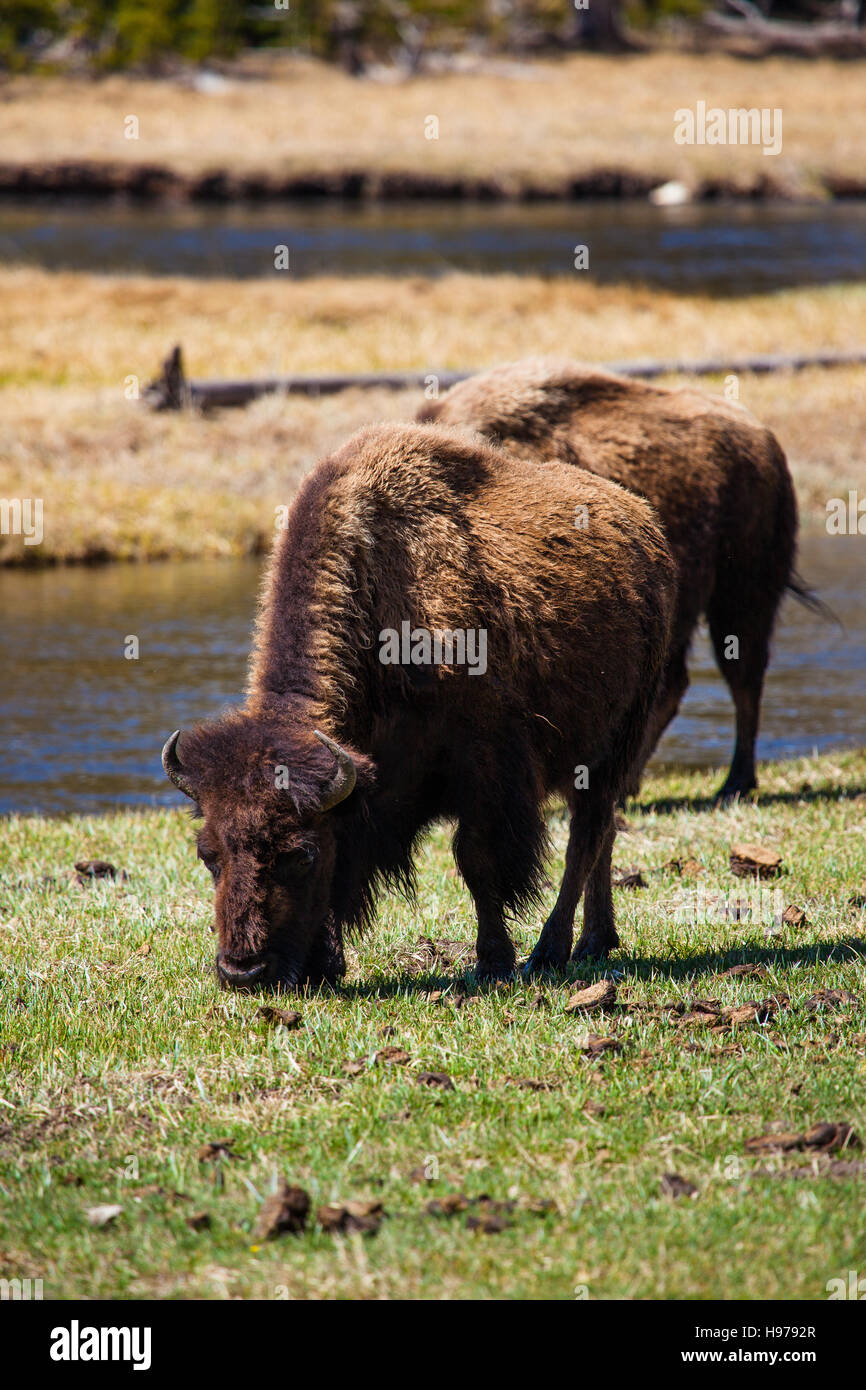 großen Bison in der Landschaft des Yellowstone-Nationalpark Stockfoto