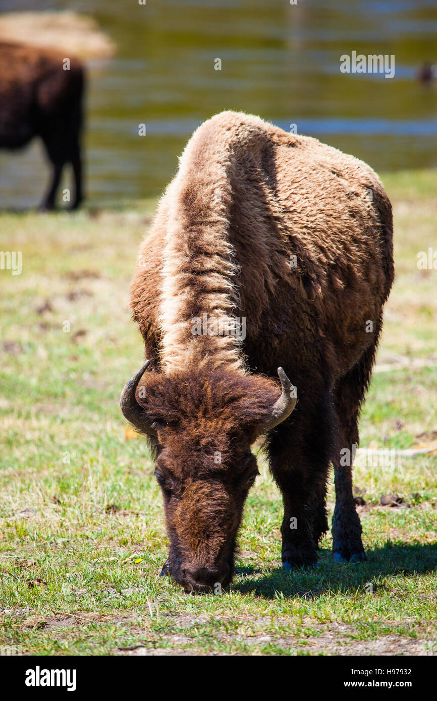 großen Büffel im Yellowstone-Nationalpark Stockfoto