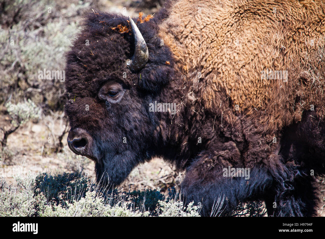 Porträt von einem großen männlichen Büffel im Yellowstone-Nationalpark hautnah Stockfoto