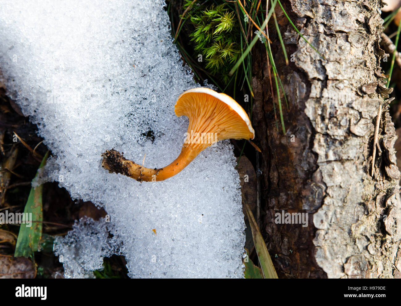 gelber Pilz im Schnee einen frostigen Tag legen die Mushrom auf dem Schnee Stockfoto