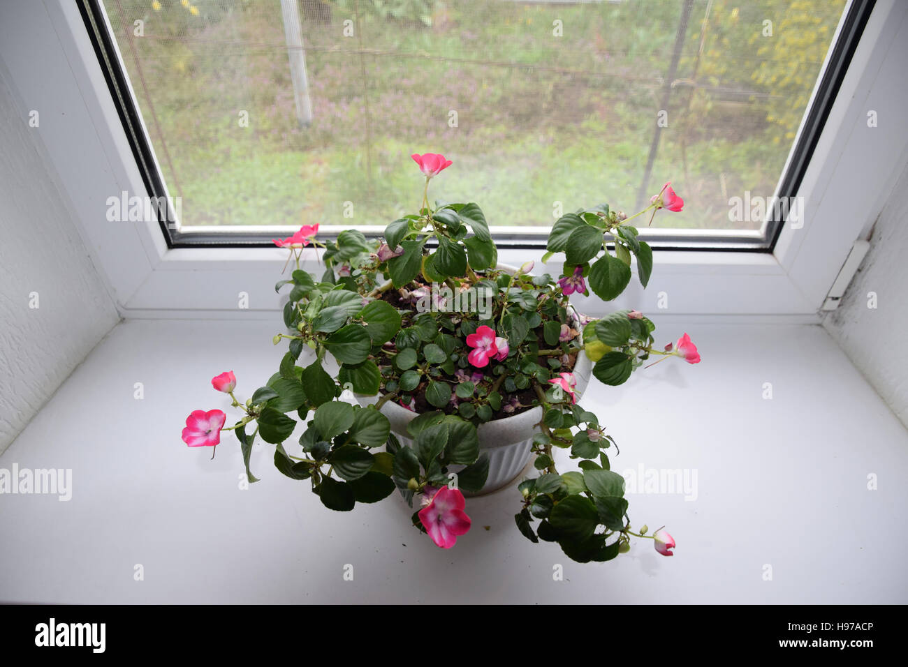 Indoor Blume in einem Topf auf der Fensterbank Stockfoto