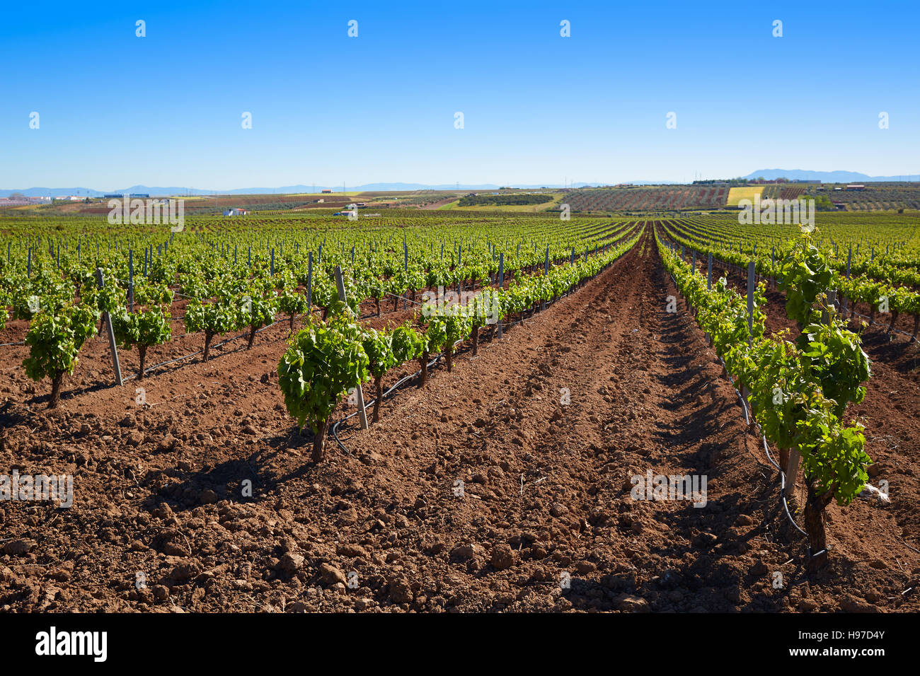 Ribera del Guadiana Weinberge in Extremadura Spanien Stockfoto