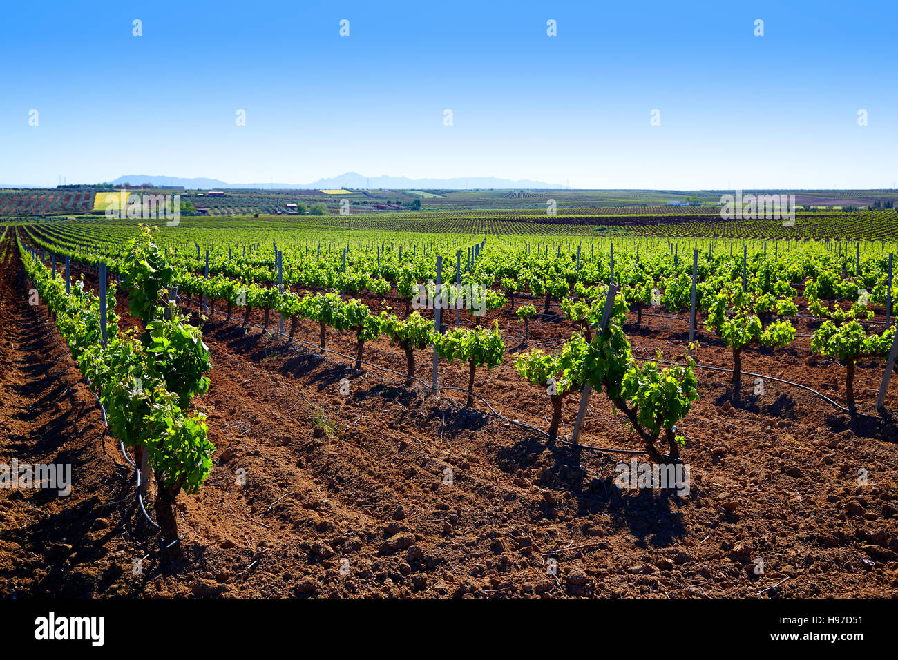 Ribera del Guadiana Weinberge in Extremadura Spanien Stockfoto