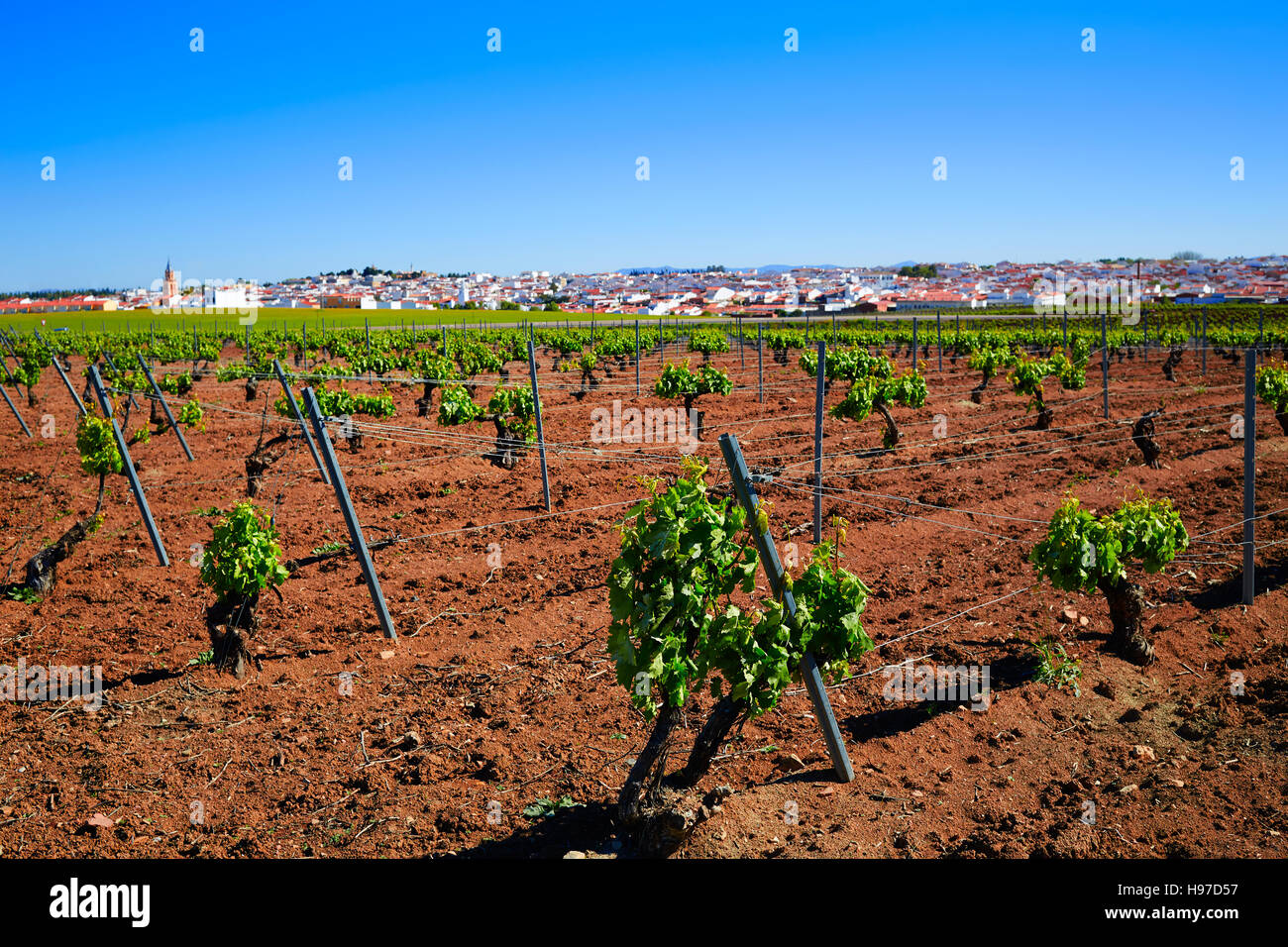 Ribera del Guadiana Weinberge in Extremadura Spanien Stockfoto