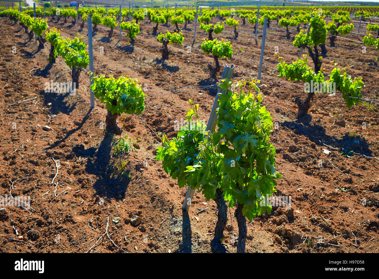 Ribera del Guadiana Weinberge in Extremadura Spanien Stockfoto