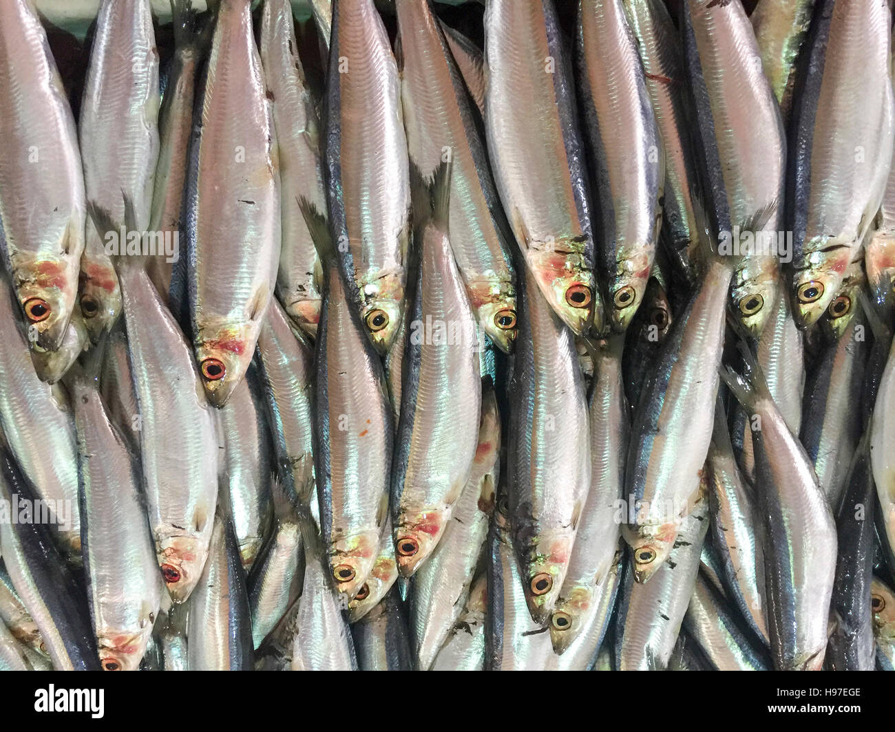Nahaufnahme von frischen Sardinen Fisch oder lokalen namens JIkan Tambah auf dem Display am Fischmarkt. Stockfoto