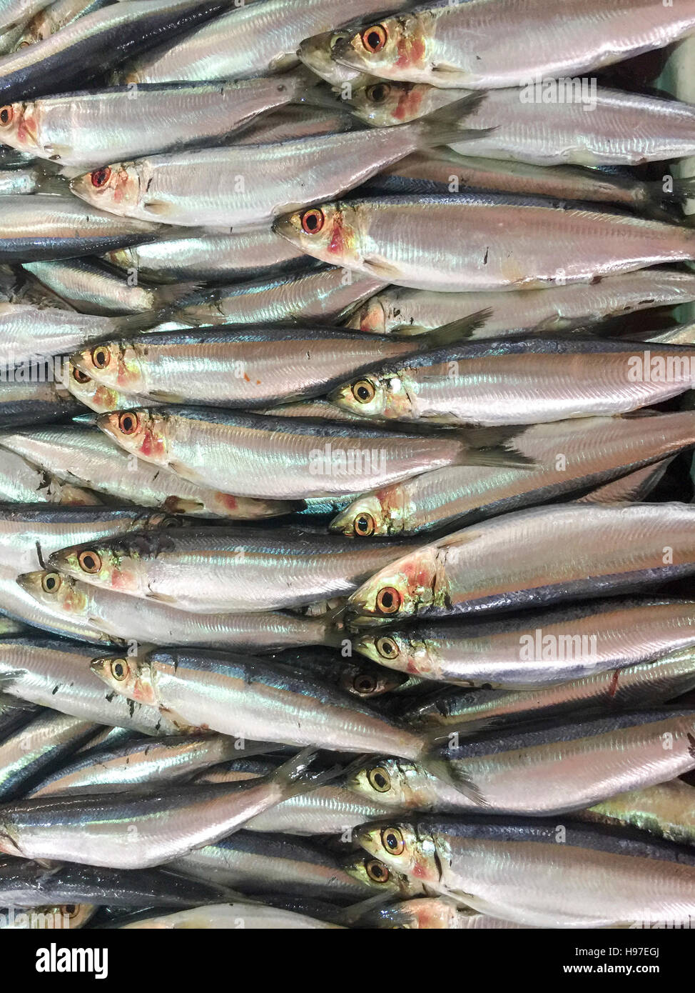 Nahaufnahme von frischen Sardinen Fisch oder lokalen namens JIkan Tambah auf dem Display am Fischmarkt. Stockfoto