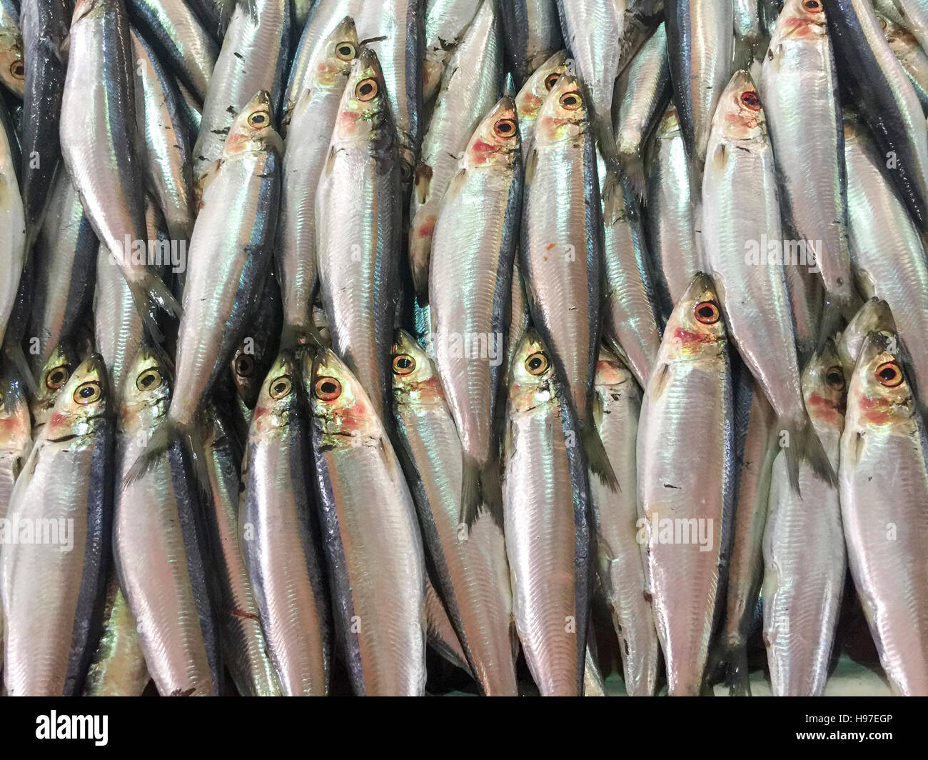 Nahaufnahme von frischen Sardinen Fisch oder lokalen namens JIkan Tambah auf dem Display am Fischmarkt. Stockfoto