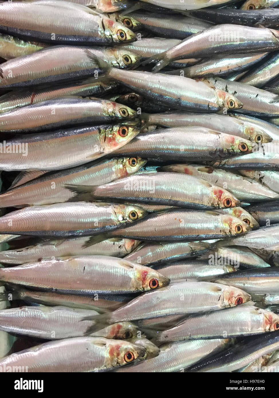 Nahaufnahme von frischen Sardinen Fisch oder lokalen namens Ikan Tamban auf dem Display am Fischmarkt. Stockfoto