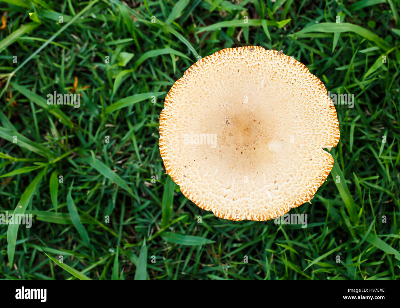 Pilz in den tropischen Wäldern. Stockfoto