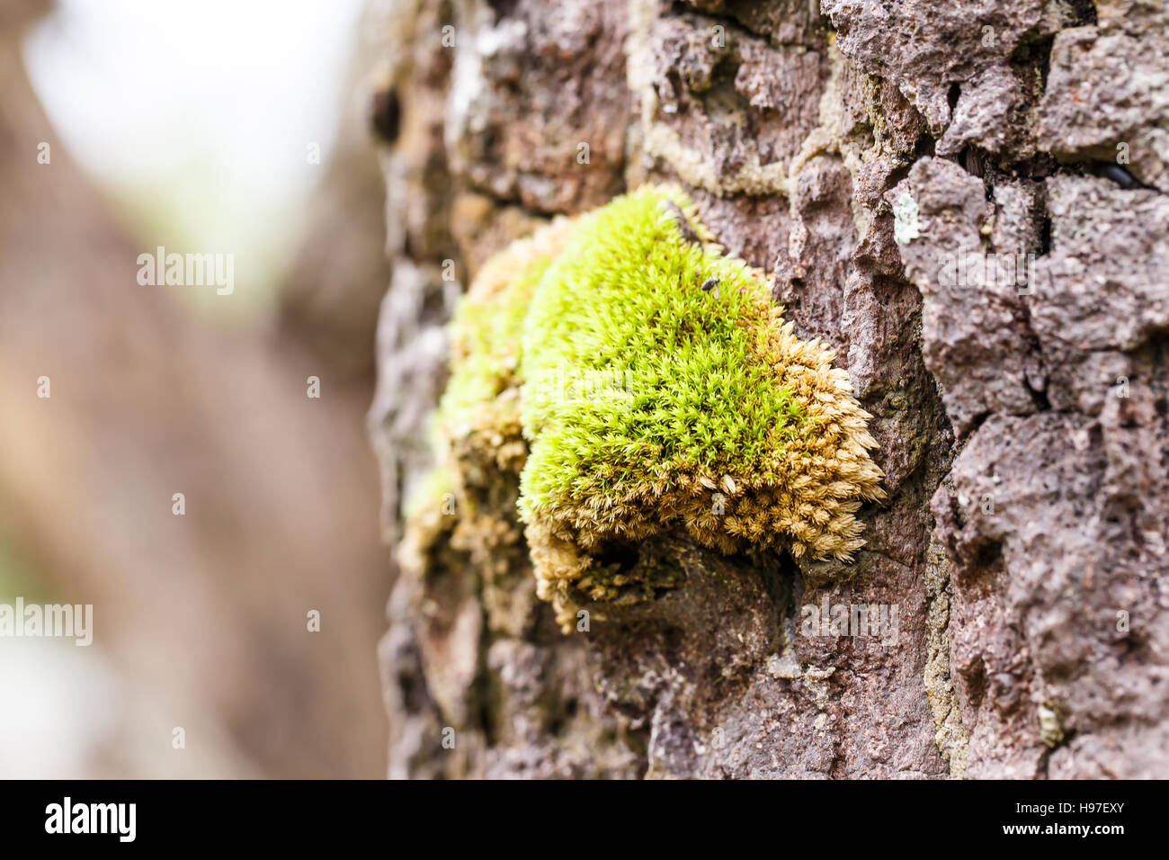 grüne Mos auf dem Baum Stockfoto