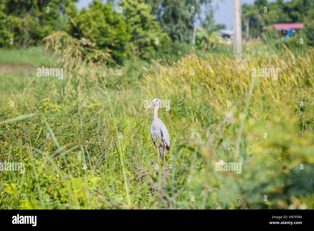 Asiatischer Openbill Lager in Thailand Stockfoto