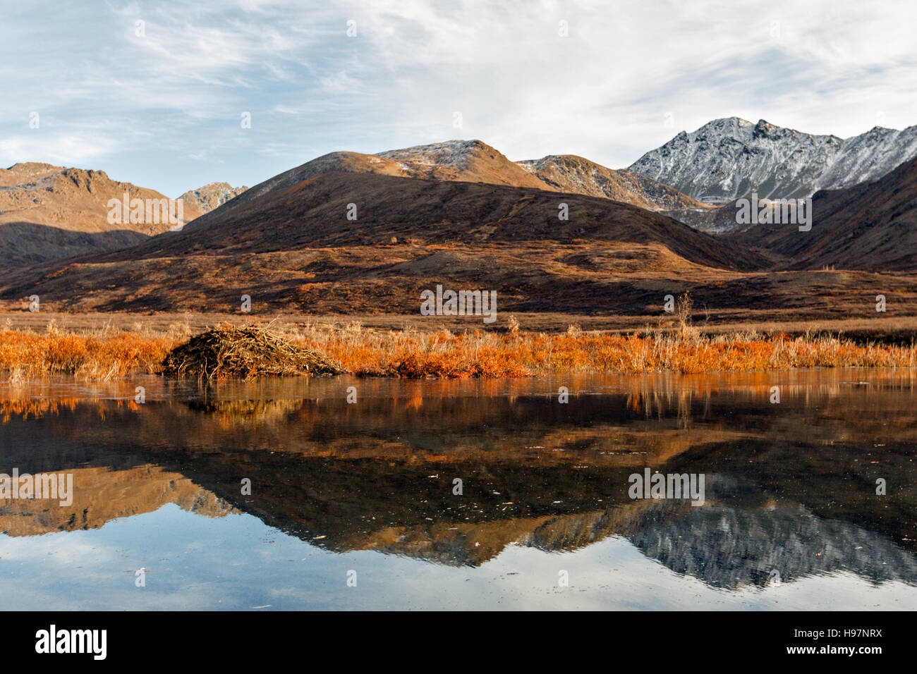 Ein Biber Lodge und Teich spiegelt die Farben des Herbstes von der Alaska Range mountains Stockfoto