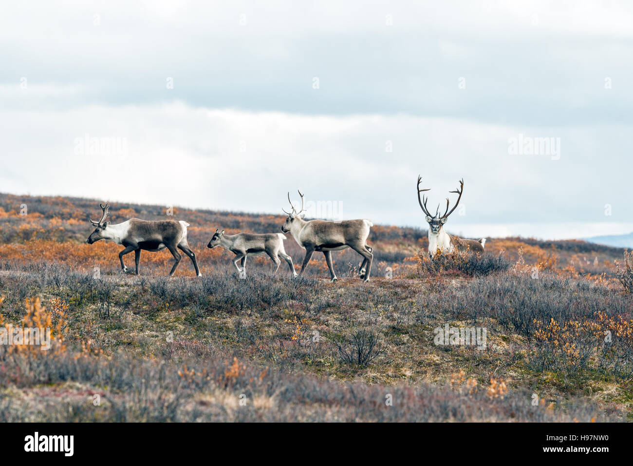 Caribou Herde in die Alaska Range Mountains während der Brunft im Herbst. Stockfoto