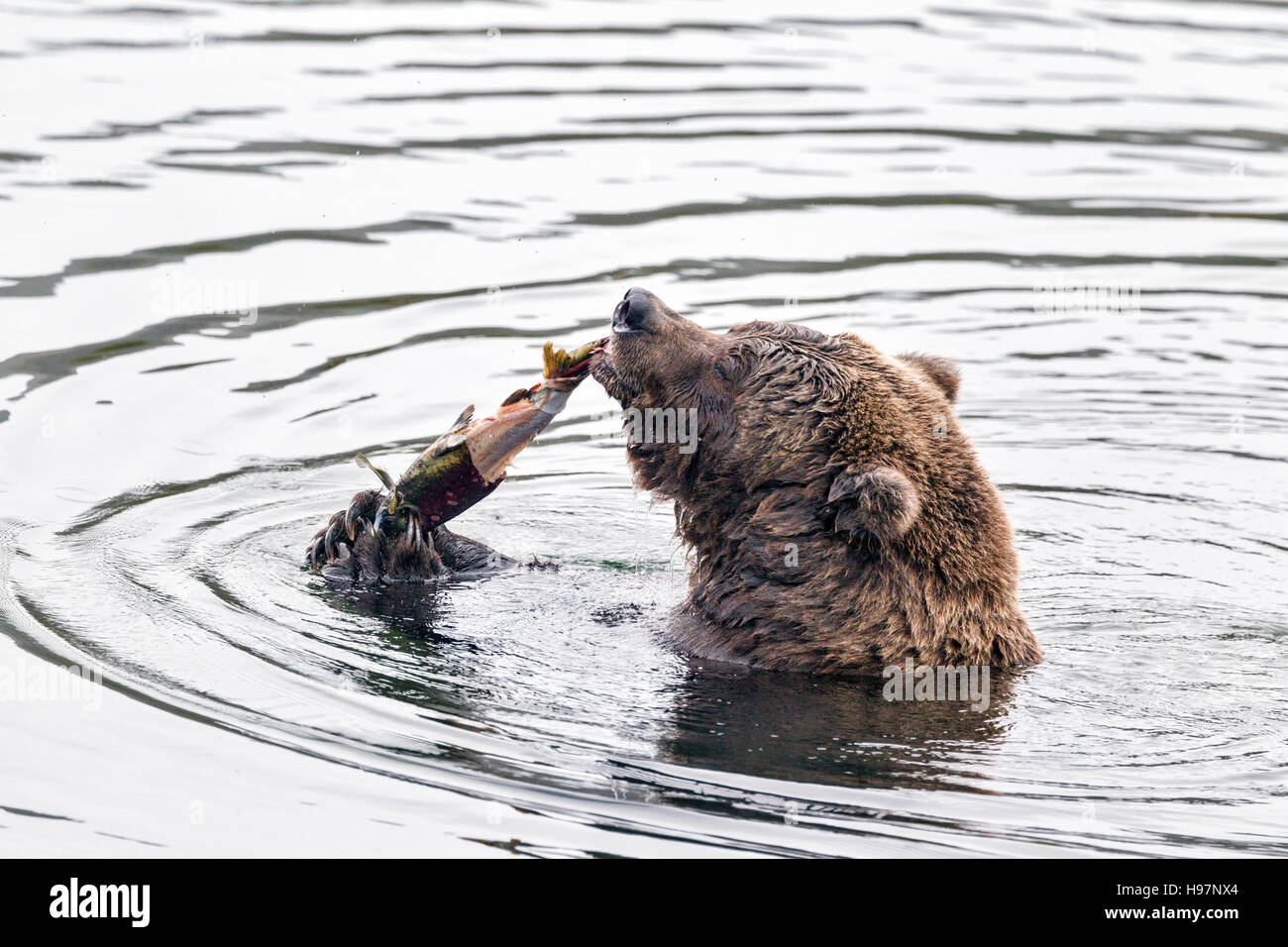 Weibliche Braunbären Schlemmen auf laichen Lachse in Katmai Nationalpark, Alaska Stockfoto