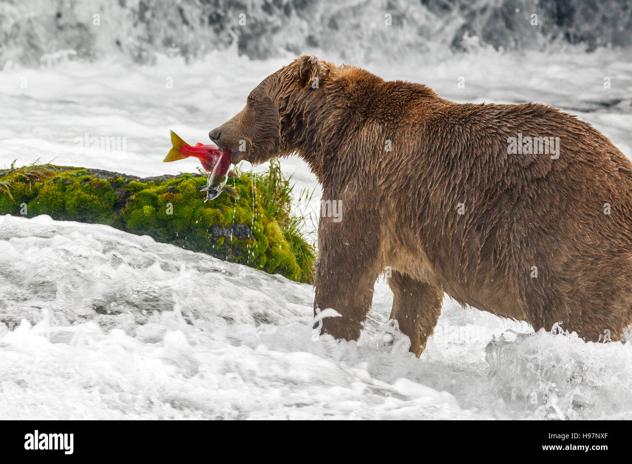 Männliche Braunbären fangen laichen rot Lachs an den Brooks Falls, Katmai Nationalpark, Alaska Stockfoto