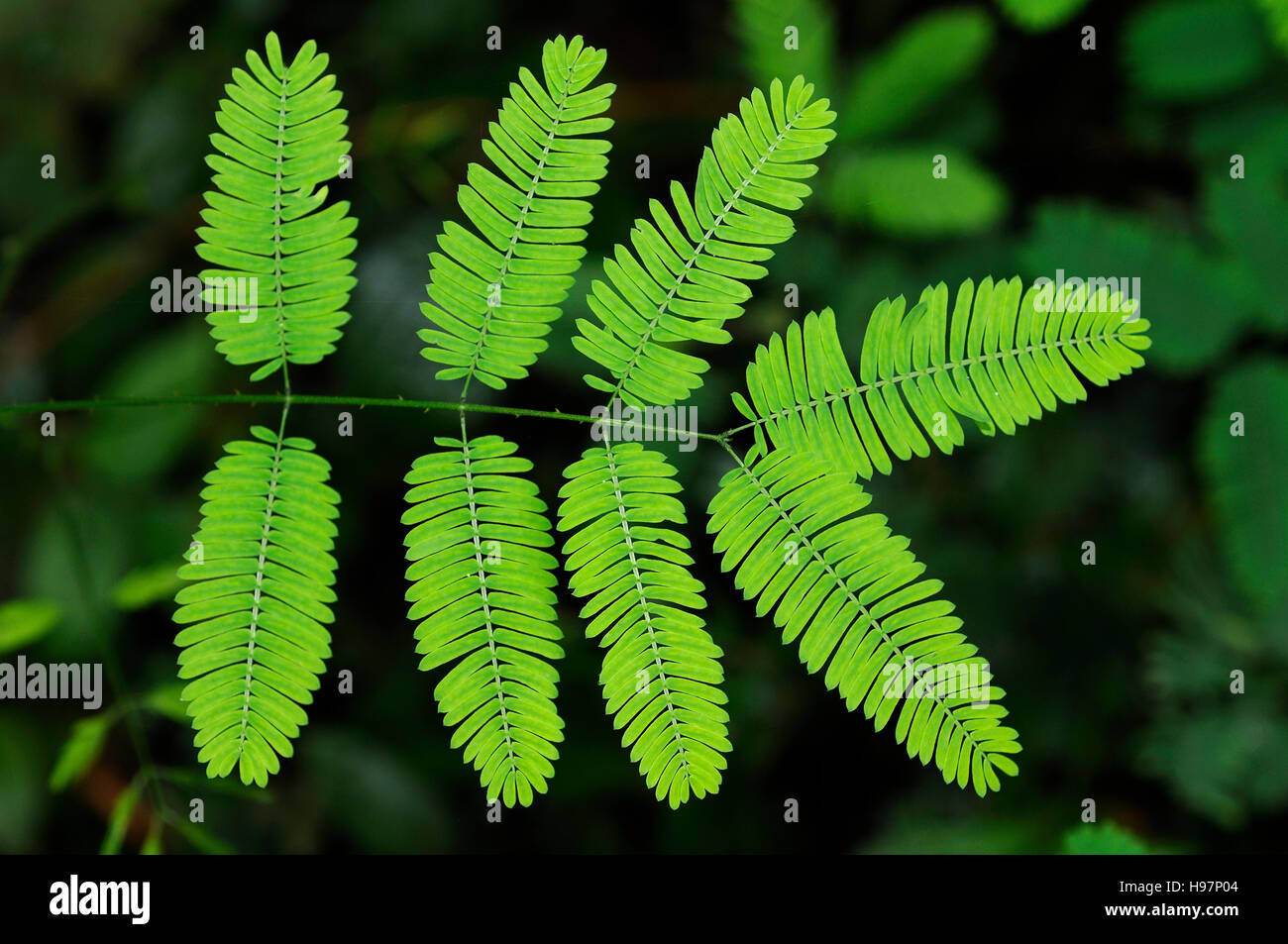 Blätter von Sinnpflanze, verschlafene Anlage scheuen Dormilones Pflanze, Regenwald, Gamboa, Panama Stockfoto