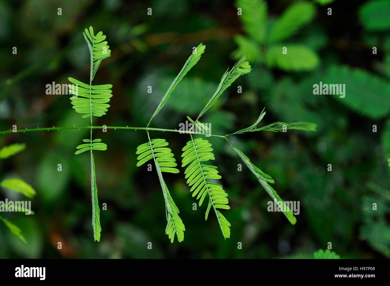 Blätter von Sinnpflanze, verschlafene Anlage scheuen Dormilones Pflanze, Regenwald, Gamboa, Panama Stockfoto