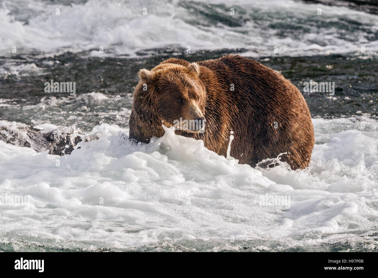 Ein männlicher Braunbär führt durch die Stromschnellen unter Brooks Falls, Katmai Nationalpark, Alaska Stockfoto