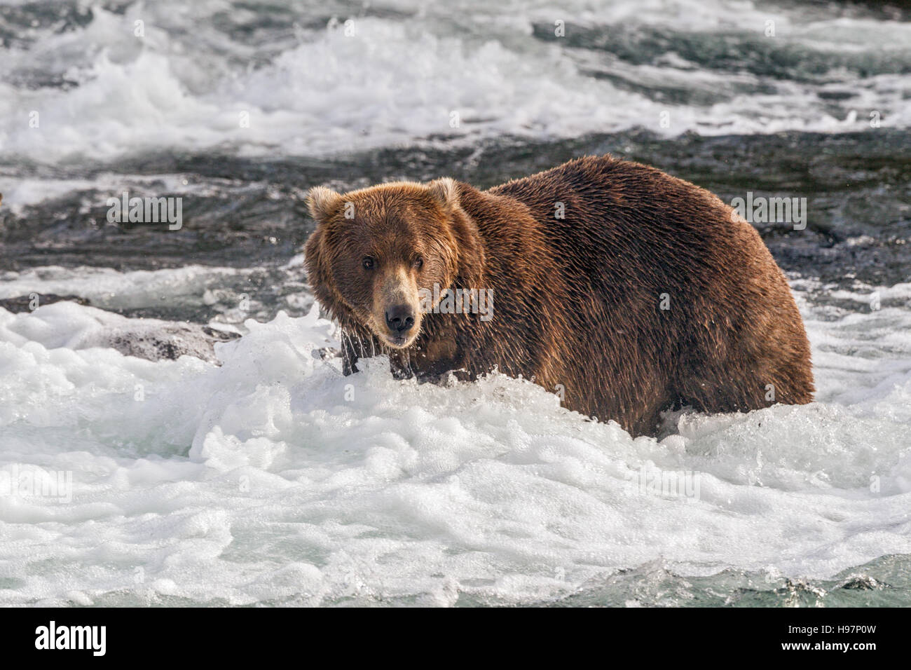 Ein männlicher Braunbär führt durch die Stromschnellen unter Brooks Falls, Katmai Nationalpark, Alaska Stockfoto