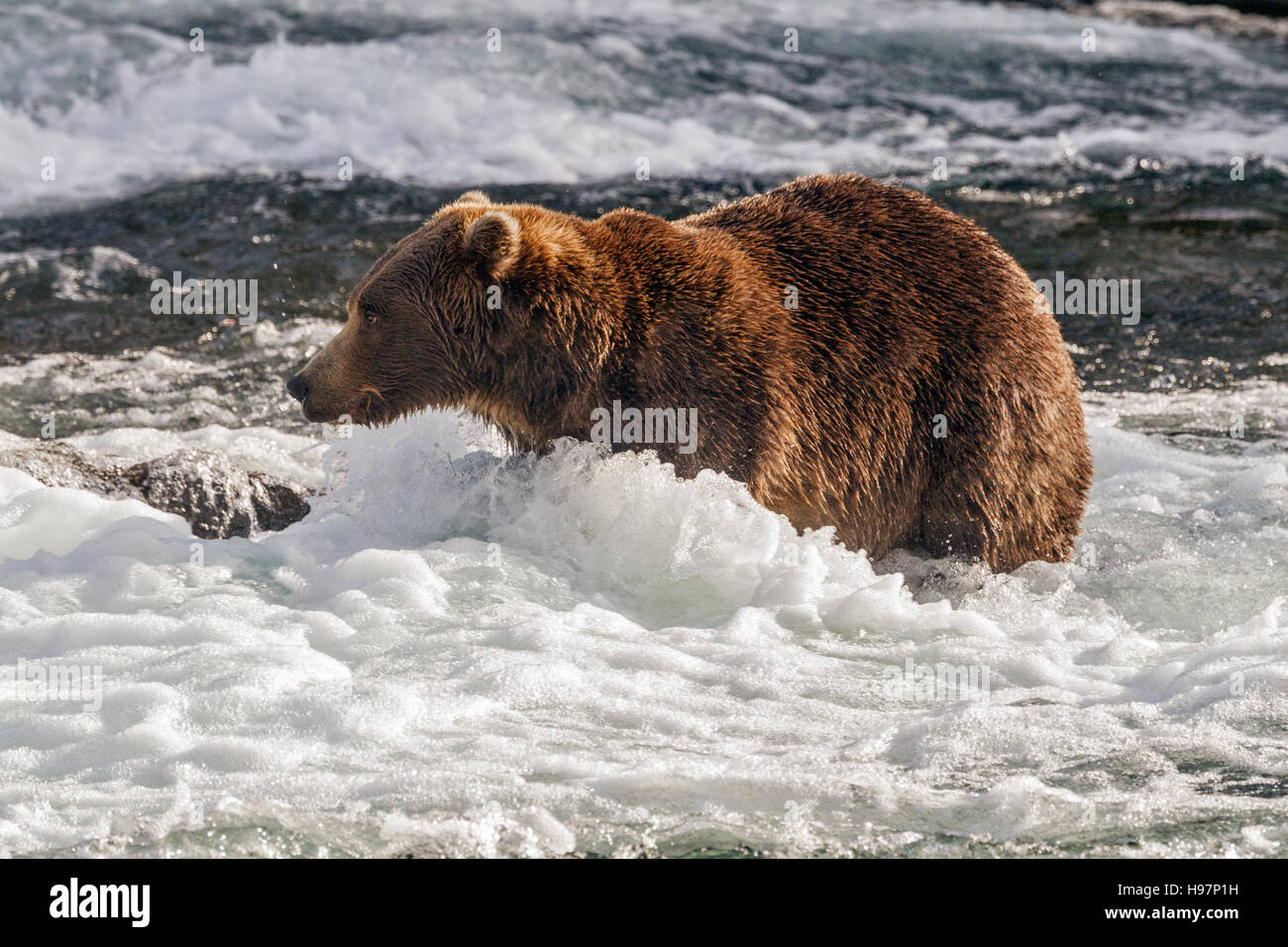 Ein männlicher Braunbär führt durch die Stromschnellen unter Brooks Falls, Katmai Nationalpark, Alaska Stockfoto