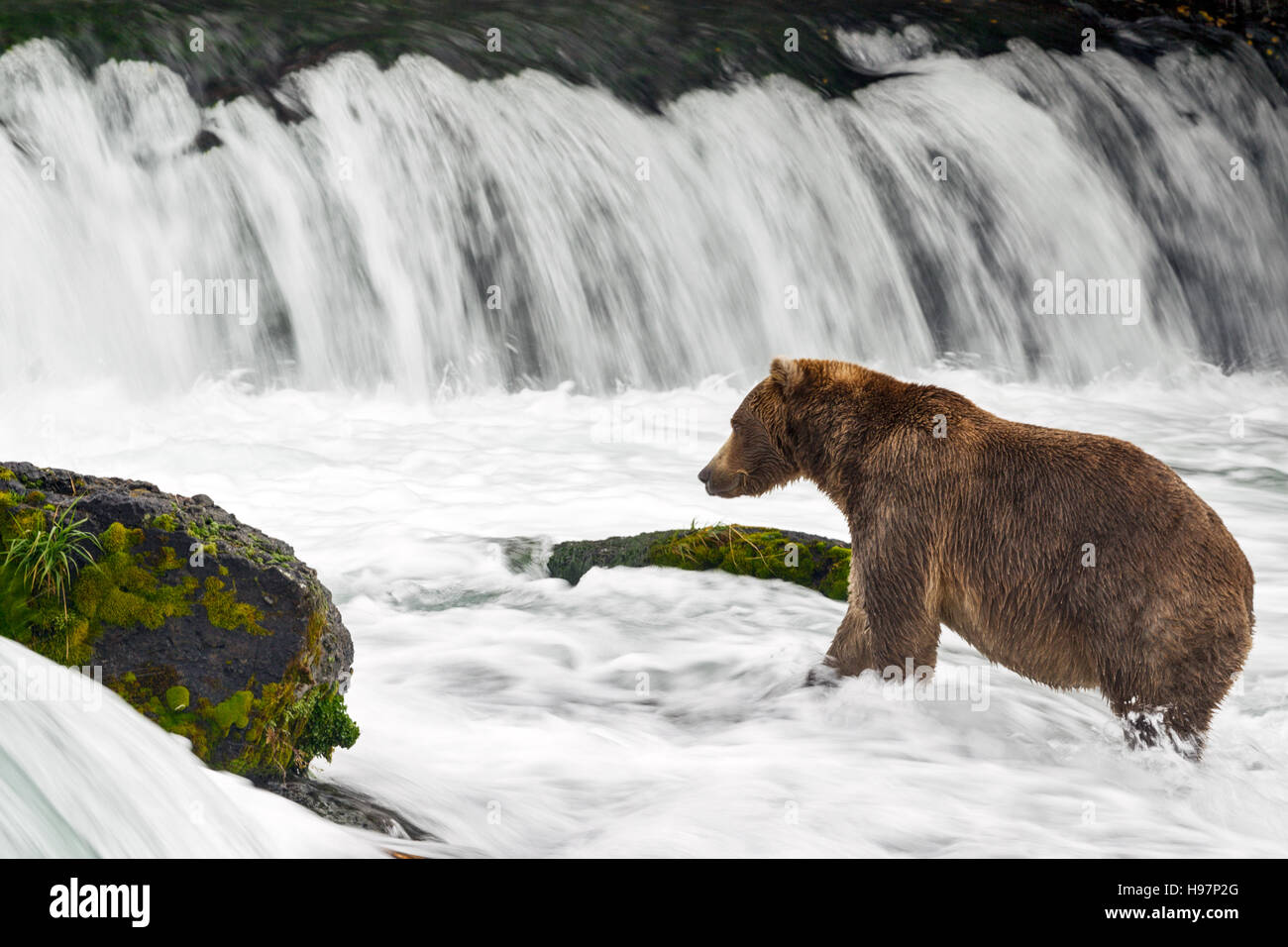 Eine Jugendliche männliche Küsten Braunbär sucht aktiv unter einem tosenden Wasserfall für Sockeye Lachse während ihrer migration Stockfoto