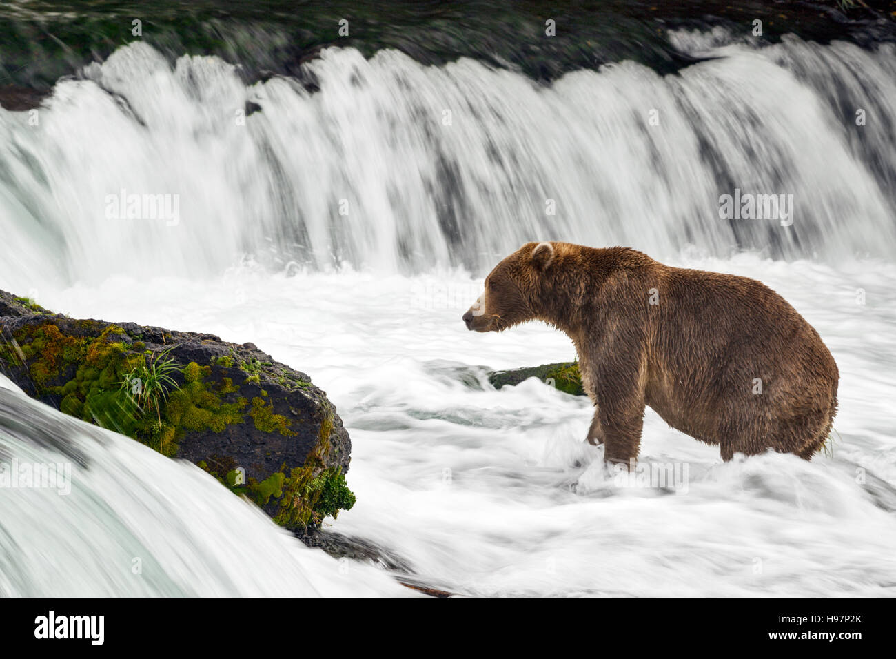 Eine Jugendliche männliche Küsten Braunbär sucht aktiv unter einem tosenden Wasserfall für Sockeye Lachse während ihrer migration Stockfoto