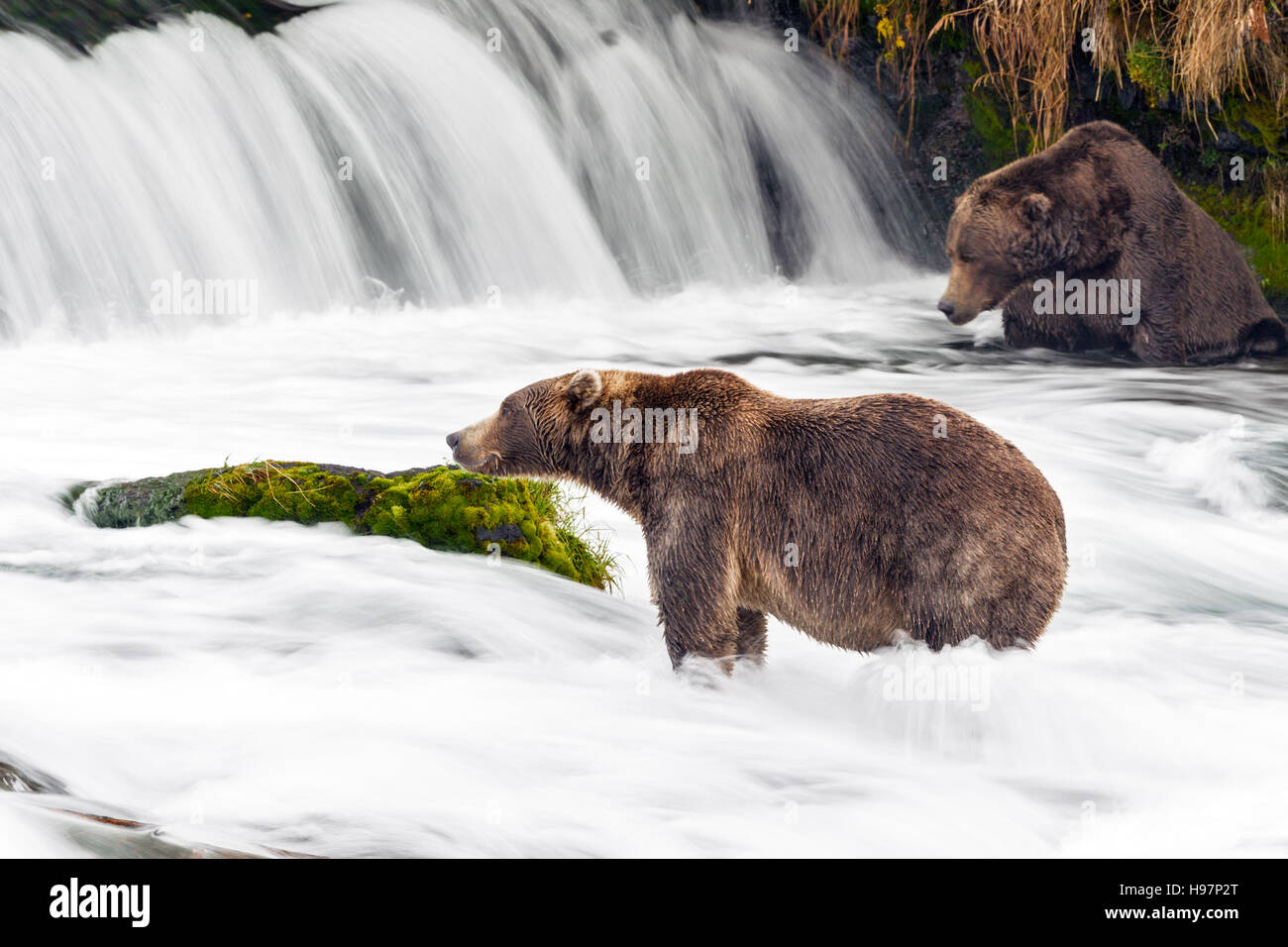 Zwei männliche Küsten Braunbären Fische für Sockeye Lachs unter einem tosenden Wasserfall während ihrer migration Stockfoto