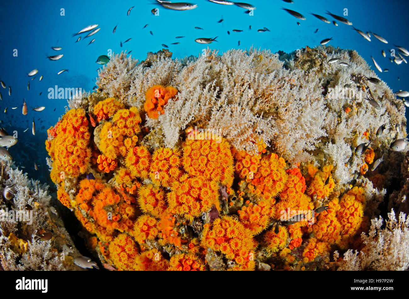 bunten Riff mit orange Schale Korallen auf Coiba Island, Panama Coiba, Panama, Ost Pazifik Stockfoto