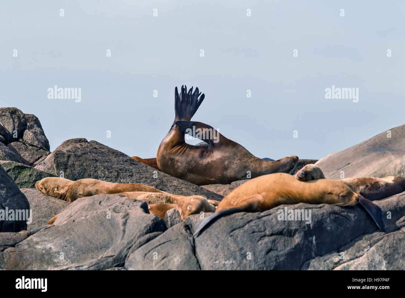 Steller Seelöwen, Alaska Stockfoto