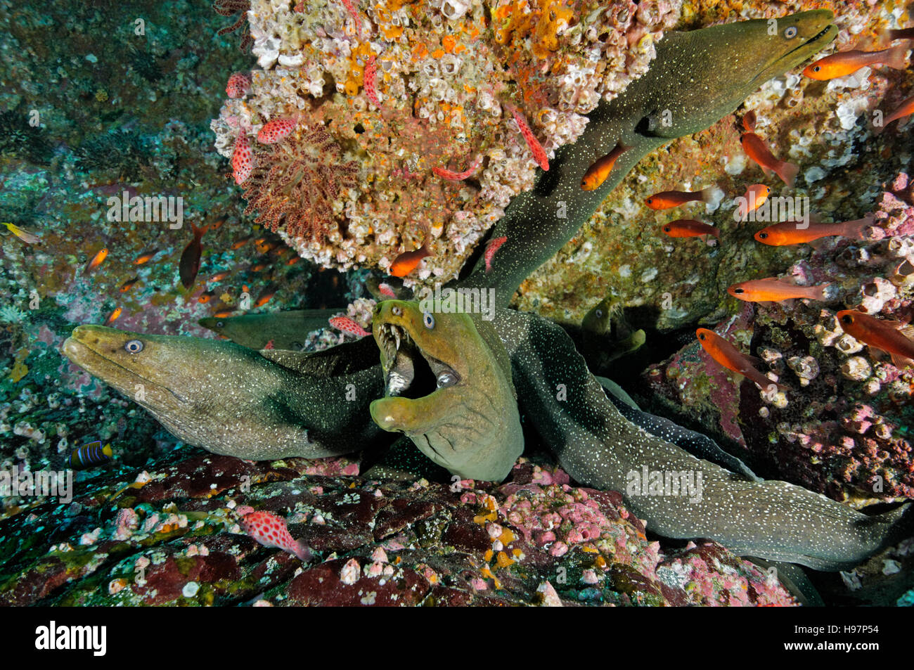 Finespotted oder Spekled Moray Aal, Malpelo Insel, Kolumbien, East Pacific Ocean Stockfoto