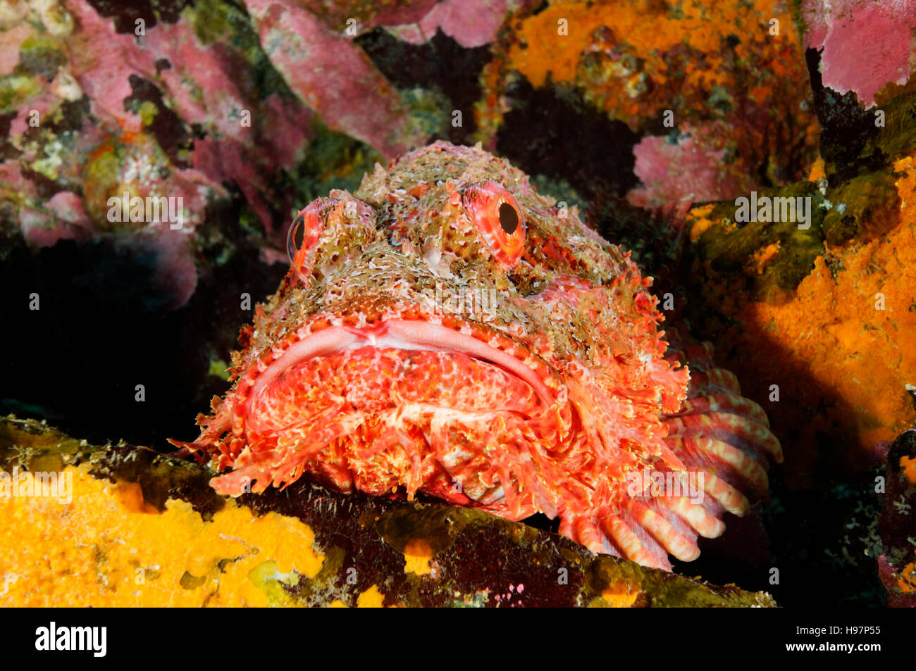 Stein-Drachenköpfe, entdeckt Pacific Drachenköpfe, Malpelo Insel, Kolumbien, Ost-Pazifik Stockfoto