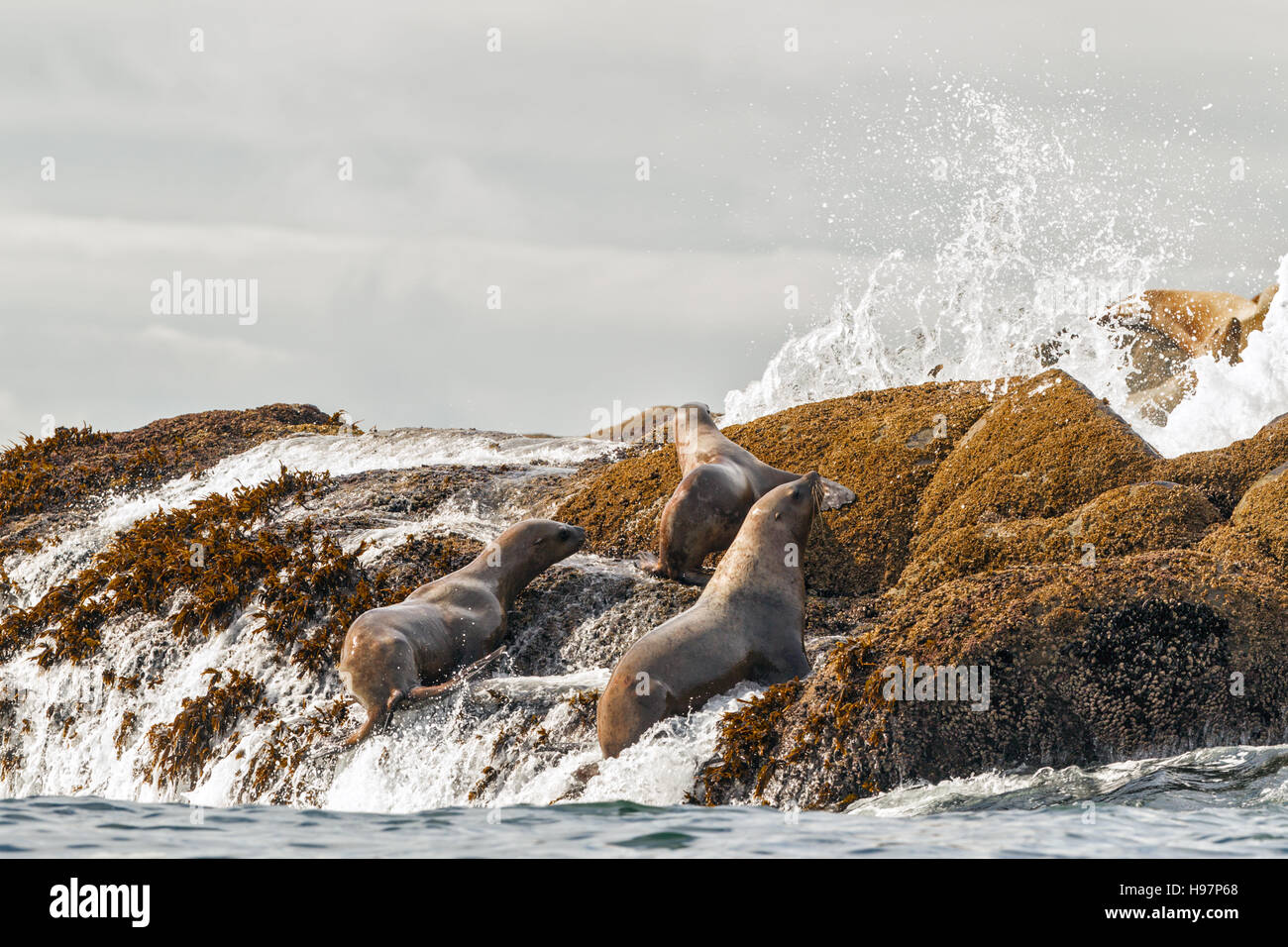 Steller Seelöwen, Alaska Stockfoto