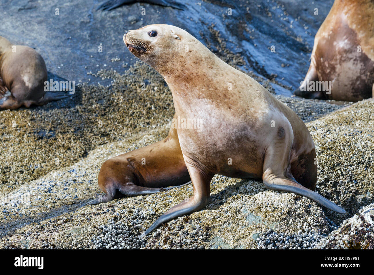 Steller Seelöwen, Alaska Stockfoto