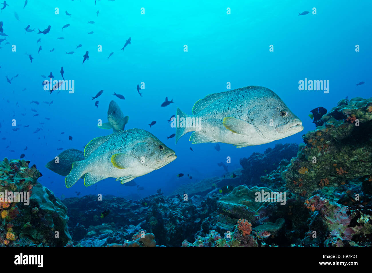 Leder Bass, Malpelo Insel, Kolumbien, Ost-Pazifik Stockfoto